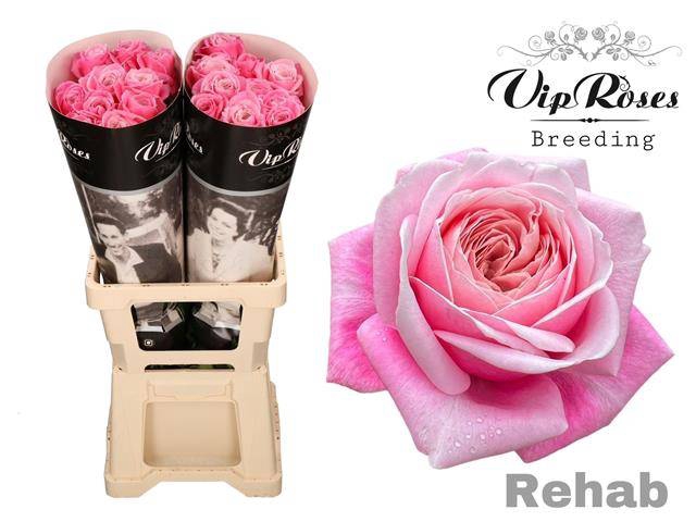 <h4>R GR REHAB</h4>