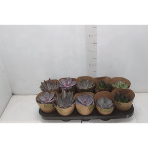 ECHEVERIA P11