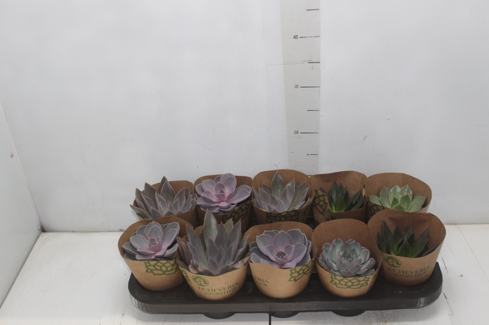 <h4>ECHEVERIA P11</h4>