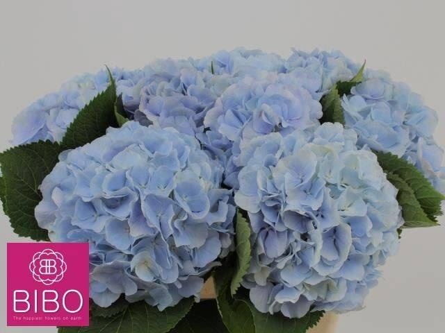 <h4>HYDR M CH VERENA BL</h4>