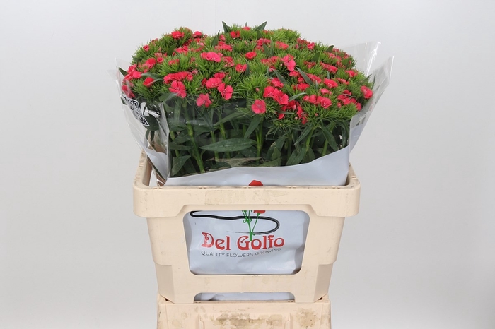 <h4>DI BA ALDO CORAL</h4>