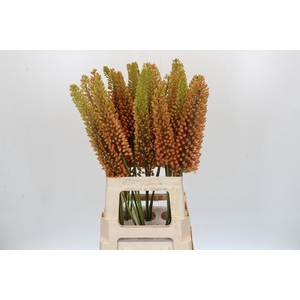 Eremurus Emmy Ro