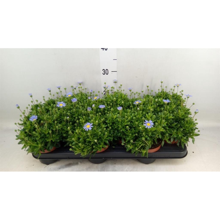 <h4>Felicia amell. 'Felicitara Blue'</h4>