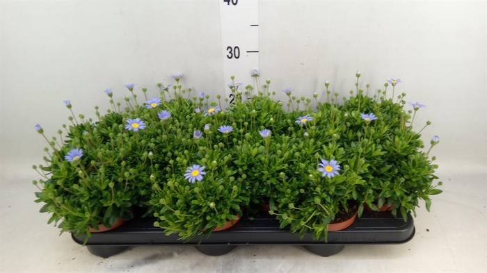 <h4>Felicia amell. 'Felicitara Blue'</h4>