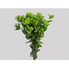 HYPERICUM MAGICAL GREEN REVIVAL 070 CM VERDE