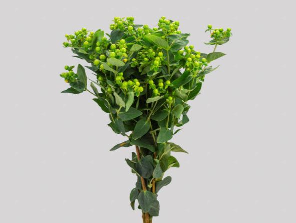 HYPERICUM MAGICAL GREEN REVIVAL 070 CM VERDE
