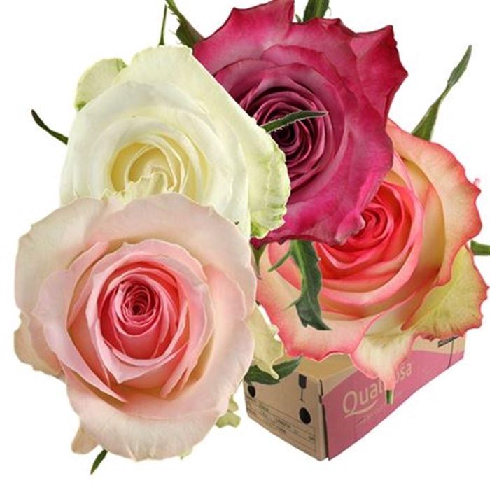 <h4>R Gr Mix Candy Crush -in box</h4>