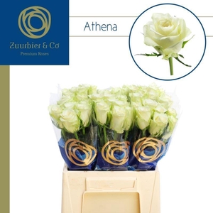 R GR ATHENA 40