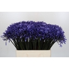 Agapanthus Dr Brouwer