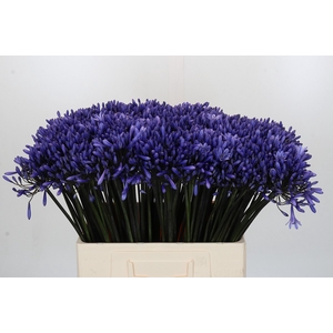 Agapanthus Dr Brouwer
