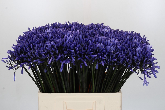<h4>Agapanthus Dr Brouwer</h4>