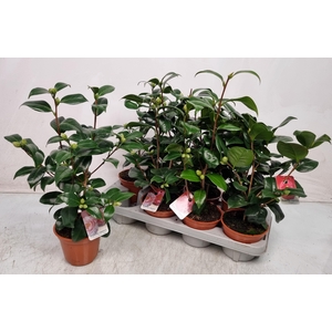 CAMELLIA JAPONICA
