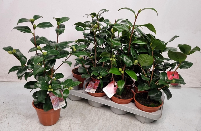<h4>CAMELLIA JAPONICA</h4>