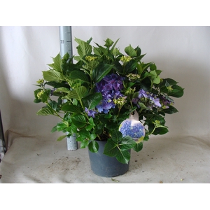 Hydrangea mac.   ...