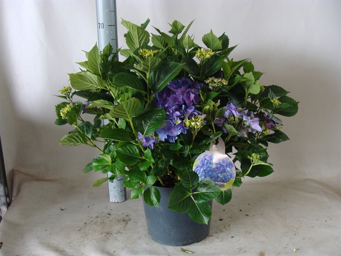 <h4>Hydrangea mac.   ...</h4>