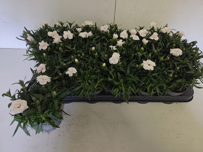 <h4>DIAN OSCAR WHITE</h4>