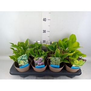 Hosta   ...