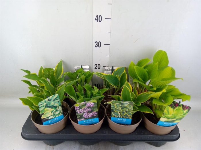 <h4>Hosta   ...</h4>