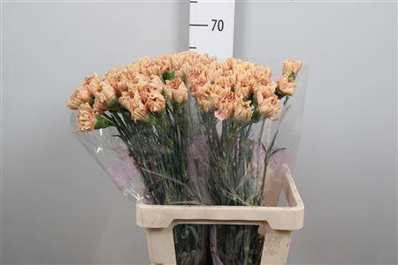 <h4>Di St Saona+</h4>