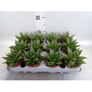 Gasteria