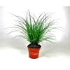 Carex brunnea