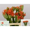 Scadoxus Orange Wonder