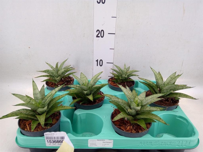 <h4>Sansevieria ...</h4>