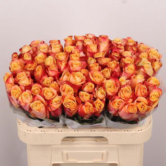 <h4>R Gr Pebbles</h4>