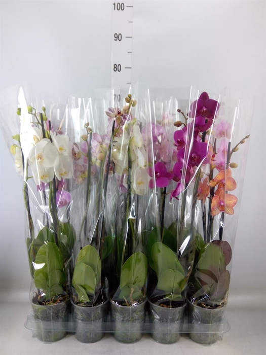 <h4>Phalaenopsis   ...mix  5</h4>