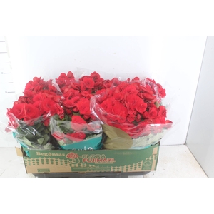 BEGONIA BALADIN P15