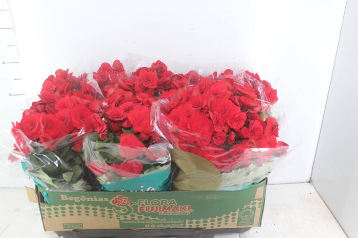 <h4>BEGONIA BALADIN P15</h4>
