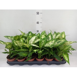 Dieffenbachia  'Compacta'