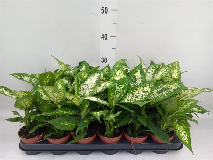 <h4>Dieffenbachia 'Compacta'</h4>