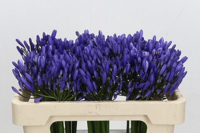 <h4>Agapanthus Uri</h4>