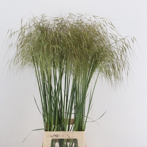 STIPA GIGANTEA