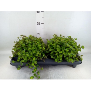 Callisia repens