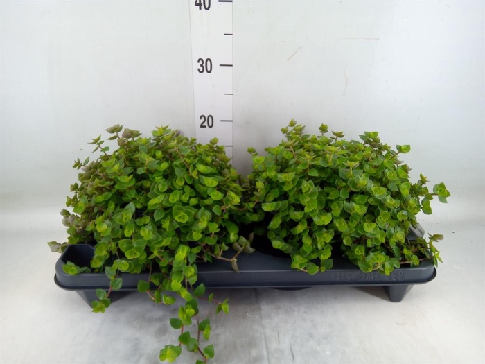 <h4>Callisia repens</h4>