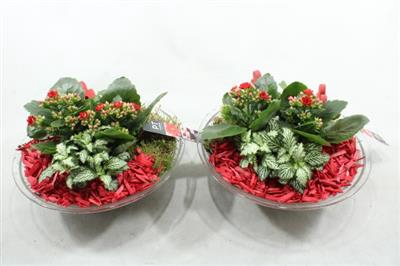 <h4>1430 RED GLAS 28</h4>