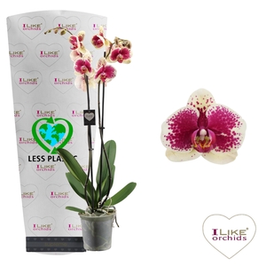 Phalaenopsis Kahlo - 2 tak 80cm (Less Plastic)