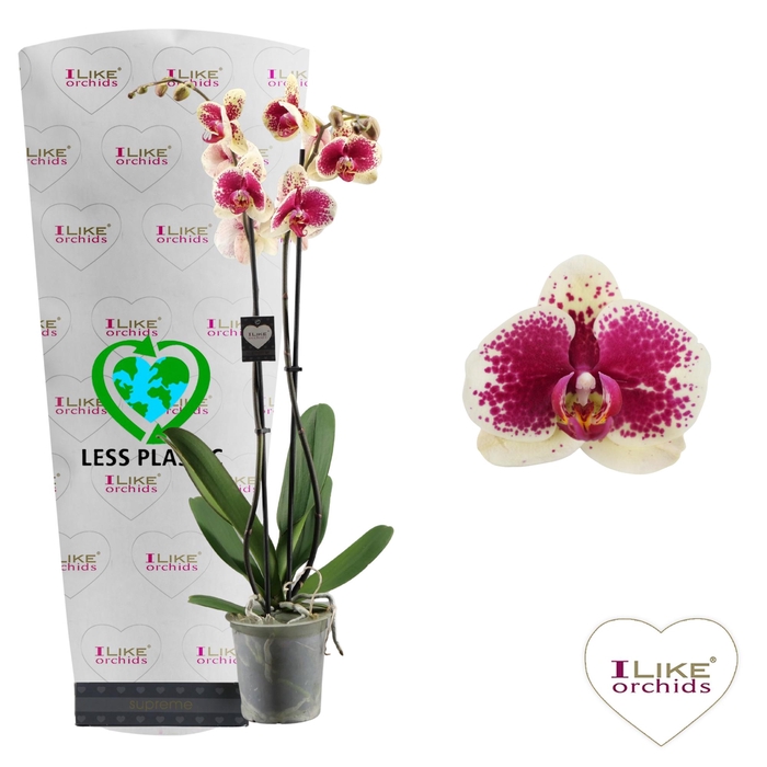 <h4>Phalaenopsis Kahlo - 2 tak 80cm (Less Plastic)</h4>
