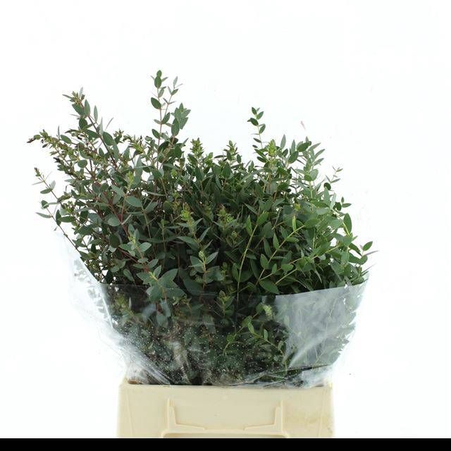 <h4>EUC PARVIFOLIA P BS</h4>