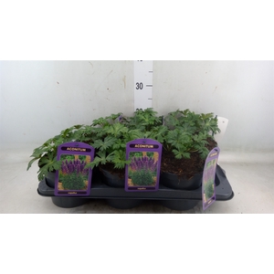 Aconitum napellus