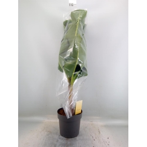 Musa 'Dwarf Cavendish'