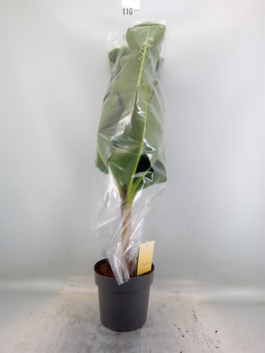 <h4>Musa  'Dwarf Cavendish'</h4>