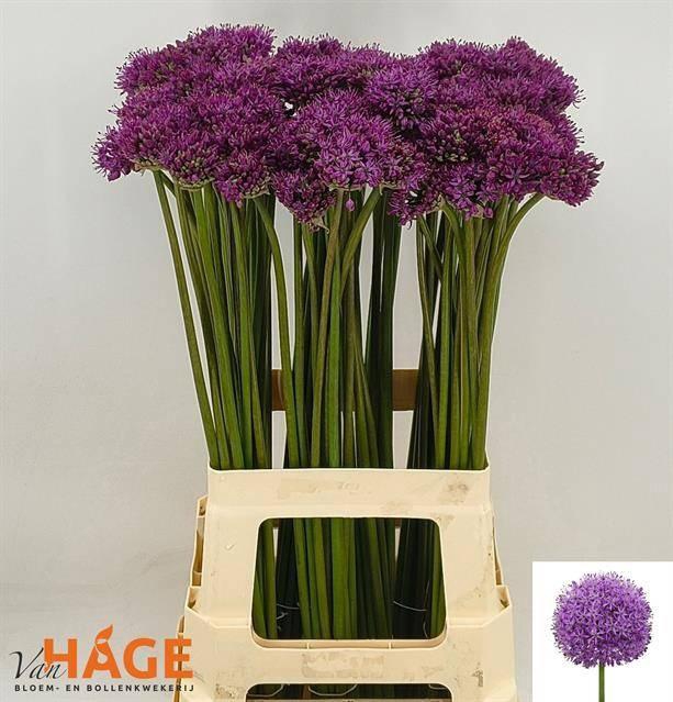 <h4>ALLIUM GLADIATOR</h4>