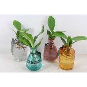 arr3 VDE - Glas Sali mix