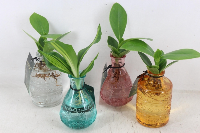 <h4>arr3 VDE - Glas Sali mix</h4>