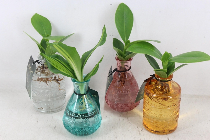 <h4>arr3 VDE - Glas Sali mix</h4>