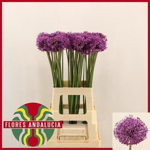 ALLIUM GLADIATOR