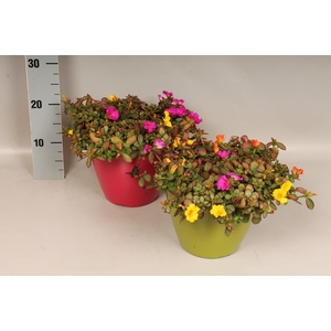 Arr 21 Portulaca
